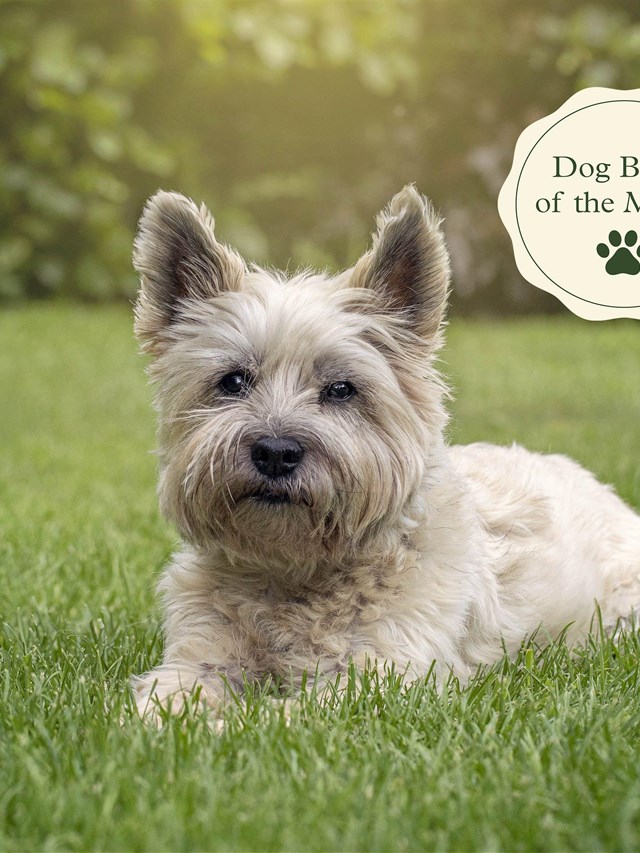 The Endearing World of the Cairn Terrier