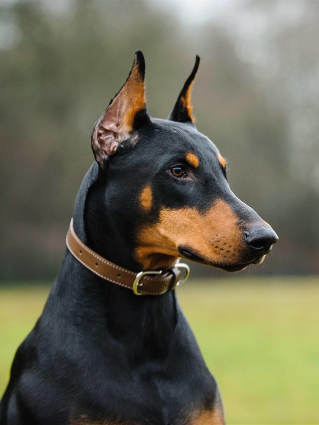 The Majestic Doberman Pinscher: A Story of Elegance and Loyalty